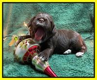 Willow Traveler pups 2 wks old 151