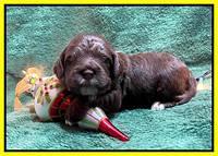 Willow Traveler pups 2 wks old 161