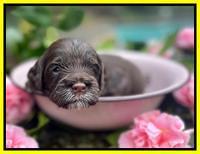 Willow Traveler pups 3 wks old 211