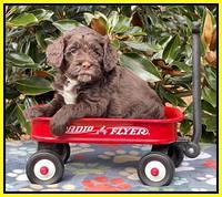 Willow Traveler pups 5 wks old 191