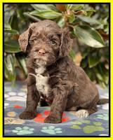 Willow Traveler pups 5 wks old 201