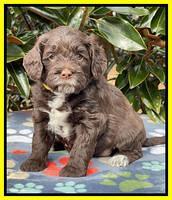 Willow Traveler pups 5 wks old 231