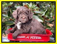 Willow Traveler pups 5 wks old 241