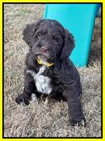 Willow Traveler pups 6 wks old 231
