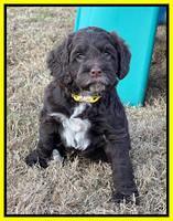 Willow Traveler pups 6 wks old 241
