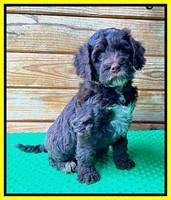 Willow Traveler pups 7 wks old 201