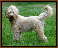 Dulcie day 57 preg 1