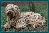 Dulcie down in pasture