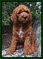 Individual Puppy albumn