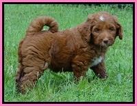 Dlucie Beckham pups 6 wks old 111