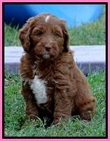 Dlucie Beckham pups 6 wks old 41