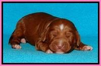 Dulcie Beckam pups 1 wk old 11