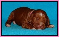 Dulcie Beckam pups 1 wk old 31