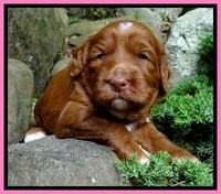 Dulcie Beckam pups 3 wks old 41