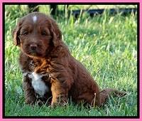 Dulcie Beckam pups 5 wks old 240