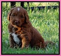 Dulcie Beckam pups 5 wks old 250