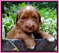 Dulcie Beckham pups 4 wks old 61