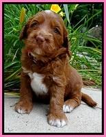 Dulcie Beckham pups 4 wks old 81