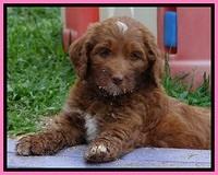Dulcie Beckham pups 7 wks old 182