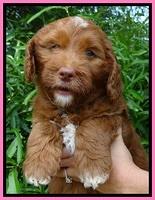 Dulcie Beckham pups 7 wks old 61