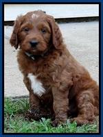 Dlucie Beckham pups 6 wks old 111