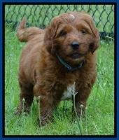 Dlucie Beckham pups 6 wks old 711