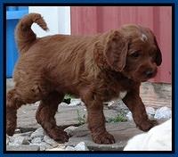 Dlucie Beckham pups 6 wks old 91