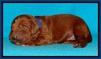 Dulcie Beckam pups 1 wk old 71