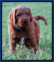 Dulcie Beckam pups 5 wks old 290