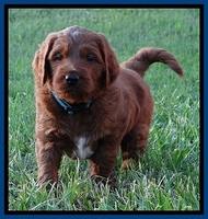 Dulcie Beckam pups 5 wks old 300