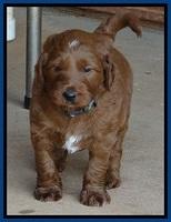 Dulcie Beckam pups 5 wks old 310