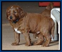 Dulcie Beckam pups 5 wks old 80