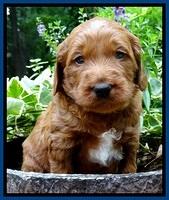 Dulcie Beckham pups 4 wks old 101