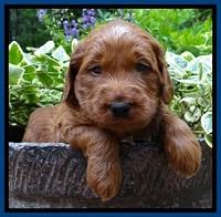 Dulcie Beckham pups 4 wks old 91