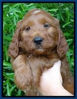 Dulcie Beckham pups 7 wks old 12