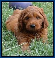 Dulcie Beckham pups 7 wks old 142