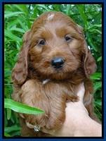 Dulcie Beckham pups 7 wks old 22