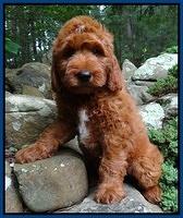 Dulcie Beckham pups 9 wks old 009