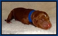 Dulcie Beckum pups newborn 11