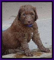 Dlucie Beckham pups 6 wks old 121