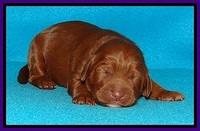 Dulcie Beckam pups 1 wk old 111