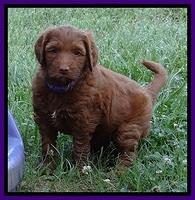 Dulcie Beckam pups 5 wks old 120