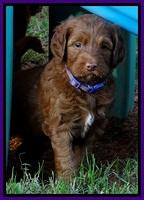 Dulcie Beckam pups 5 wks old 130