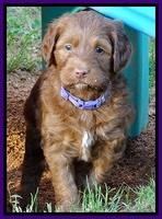 Dulcie Beckam pups 5 wks old 140