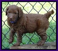 Dulcie Beckam pups 5 wks old 170