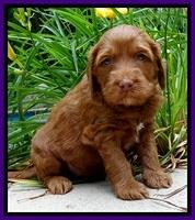 Dulcie Beckham pups 4 wks old 161