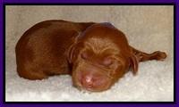 Dulcie Beckum pups newborn 51