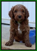 Dlucie Beckham pups 6 wks old 181