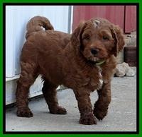 Dlucie Beckham pups 6 wks old 201