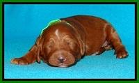 Dulcie Beckam pups 1 wk old 161